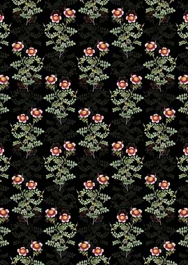 Variegated Burnet Rose