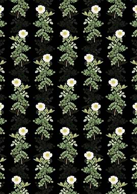 Macartney Rose Pattern