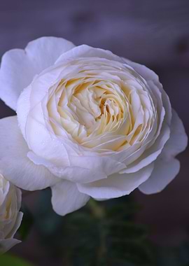 White Rose 3