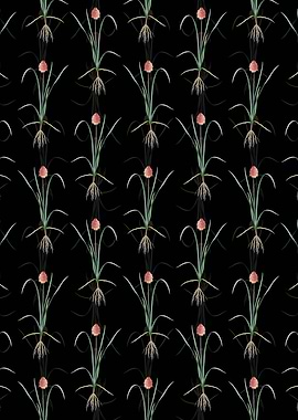 Veltheimia Abyssinica