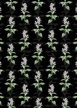 White Gillyflower Bloom