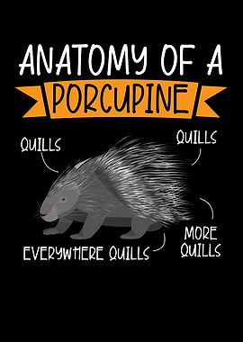 Anatomy Of A Porcupine