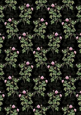 Pink Flowering Rosebush