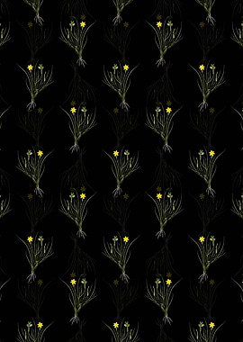 Golden Blue eyed Grass