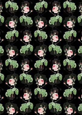 Black Cabbage Rose Pattern