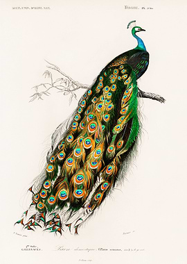 Indian peacock Charles