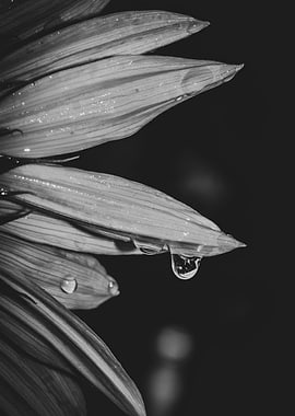Yellow common sunflower