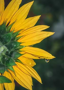 Yellow common sunflower