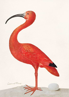 Scarlet Ibis with an Egg