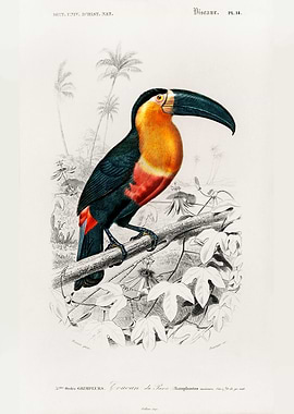 Toucan Ramphastos Charles