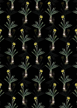 Narcissus Gouani Pattern