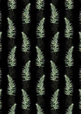 Whorled Solomons Seal