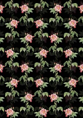 Variegated French Rose