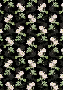 White Damask Rose Pattern