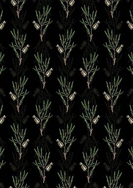 Swamp Paperbark Branch