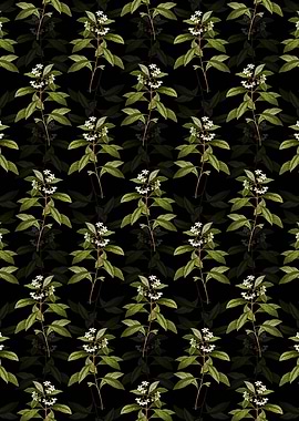 Sweet Pittosporum Branch