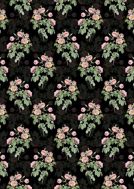 Tomentose Rose Pattern