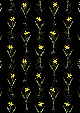 Tulipa Celsiana Pattern