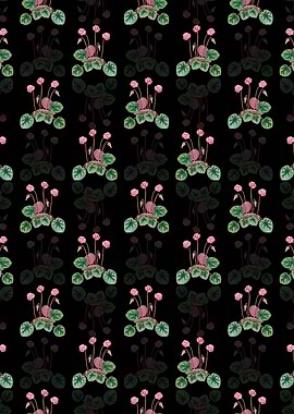 Shore Cyclamen Flower