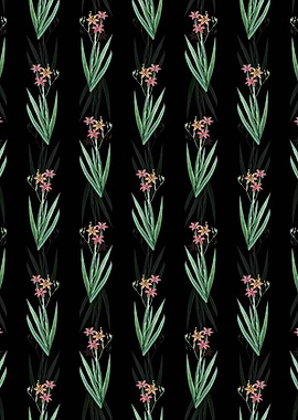 Blackberry Lily Pattern