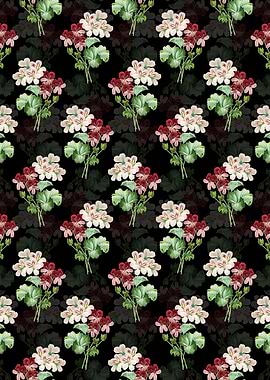 Black Cranes Bill Geranium