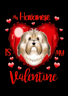 Havanese Valentines Day