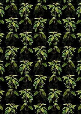 Chilean Wineberry Branch