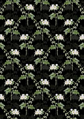 Black White Flowered Rose