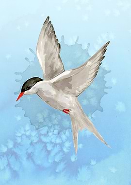 Arctic tern watercolor