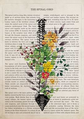 Spinal Cord Flower Anatomy