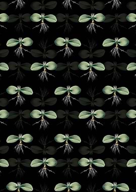 Massonia Pustulata Pattern