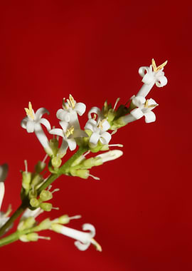 Flower blossoms background