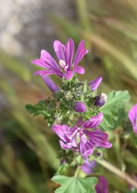 Common mallow 2