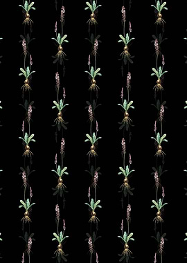 Scilla Obtusifolia Pattern
