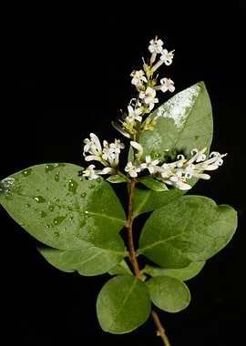 White blossoming close up