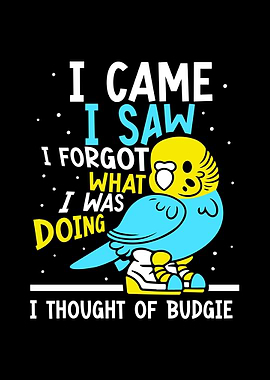 Budgie Budgeriga