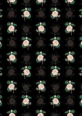 Grays Invincible Camellia