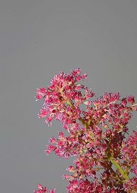 Astilbe flower close up