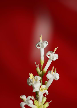 White ligustrum flowering