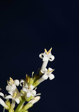 Flower blossoming close up