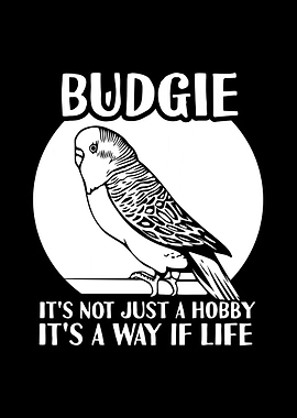 Budgie Budgeriga