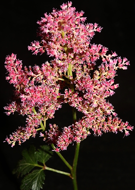 Flower blosooms background