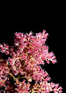 Purple flower blossoming