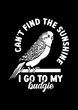 Budgie Budgeriga