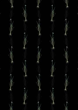 Blue eyed grass Pattern