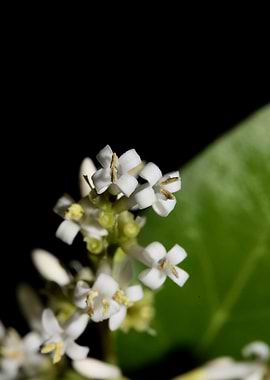 White flower blossom macro