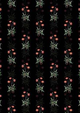 Black Cosmos Flower Branch