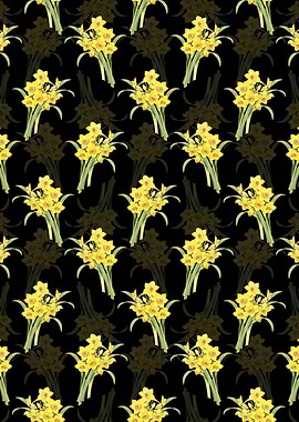 Black Chinese Sacred Lily