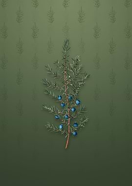 Vintage Common Juniper