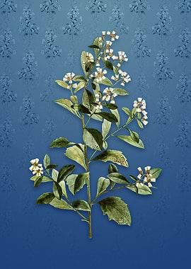 Vintage Eastern Baccharis